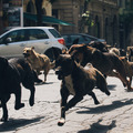 【予告編】犬版『猿の惑星』!?  少女と250匹の犬が街を駆ける『ホワイト・ゴッド』・画像