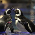 恋の季節真っ只中のペンギンたち （写真提供：すみだ水族館）