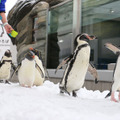 ペンギンをより身近に…「仙台うみの杜水族館」にて「ペンギン祭り」開催・画像