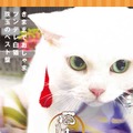 「猫侍 いやし猫DVD まるっと玉之丞」ジャケットｰ(C)2016「猫侍SP」製作委員会