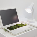 IBookgarden |2014 ラップトップコンピュータ、水、植物、土、棚、卓上ランプ、昼光色の電球|42 x 65 x 44 cmLaptop, water, plants, earth, shelf, desktop lamp with daylight bulb |42 x 65 x 44 cm Photo: Dorine Potel, Courtesy of the artist and ART : CONCEPT, Paris