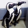 1月13日生まれのケープペンギンの赤ちゃんの親鳥