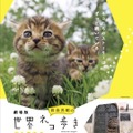 【予告編】猫ブームの原点！「岩合光昭の世界ネコ歩き」初の劇場版が今秋公開・画像