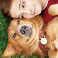 “3度も生まれ変わった”犬と少年のラブストーリー『僕のワンダフル・ライフ』公開へ・画像