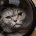 マシュー・ヴォーン監督の愛猫が重要キャラに『ARGYLLE』豪華俳優陣もメロメロ・画像