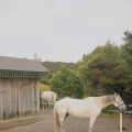 「Cape Farewell Horse Treks」