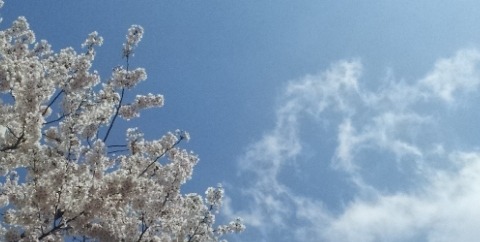 息子が生まれた日の空。桜満開。