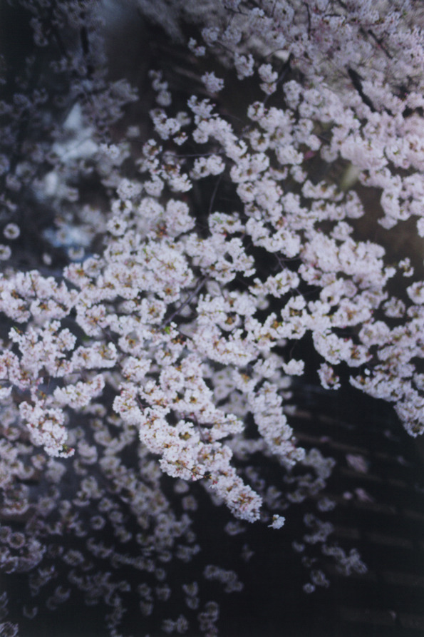 「PLANT A TREE」2011 &copy; mika ninagawa, Courtesy of Tomio Koyama Gallery