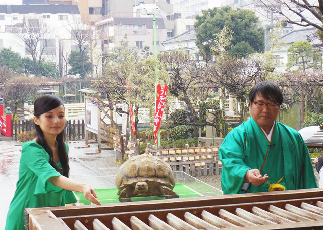 ベッキー＆飼い亀のガラパゴス君＆カンニング竹山／『ミュータント・タートルズ』ヒット祈願 in 亀戸天神