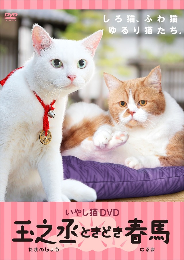 「いやし猫DVD猫侍　玉之丞ときどき春馬」 (C)2015「続・猫侍」製作委員会