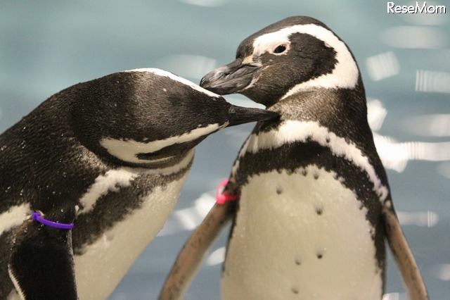 身体をきれいにし合うペンギンたち （写真提供：すみだ水族館）