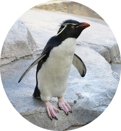 イワトビペンギン／「仙台うみの杜水族館」