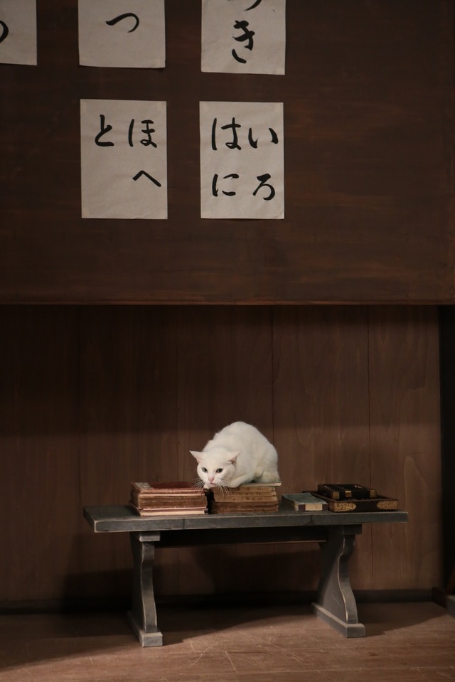 「猫侍 いやし猫DVD まるっと玉之丞」未公開写真　ｰ(C)2016「猫侍SP」製作委員会