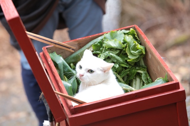 「猫侍 いやし猫DVD まるっと玉之丞」未公開写真　ｰ(C)2016「猫侍SP」製作委員会