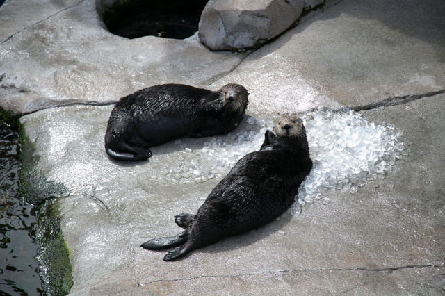 モントレーベイ水族館／撮影：Kaori Suzuki