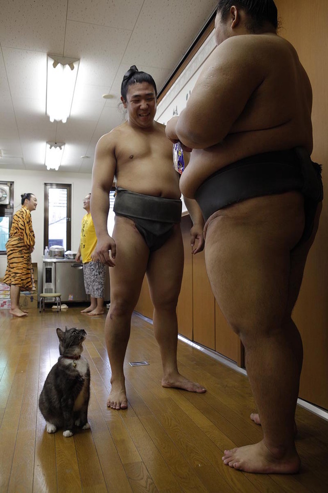 「相撲部屋の幸せな猫たち」　（C）libre 2016
