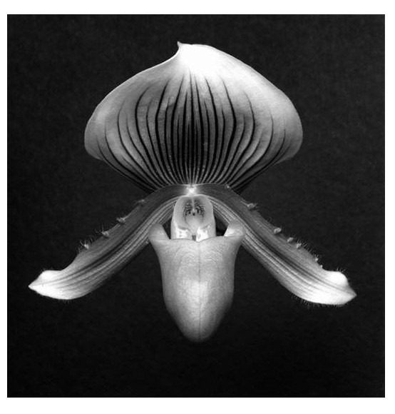 Orchid, 1988 Gelatin Silver Print (C) Robert Mapplethorpe Foundation. Used by permission.