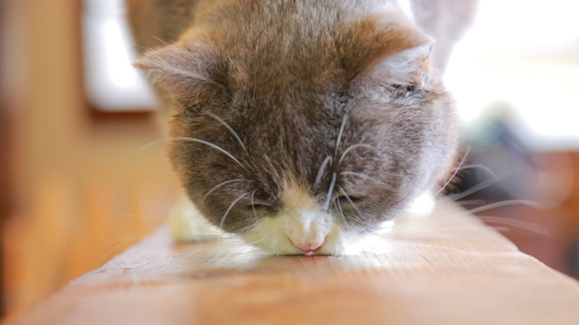 「推しニャン」見つけて癒されよう！ 漁港近くの古民家猫カフェ