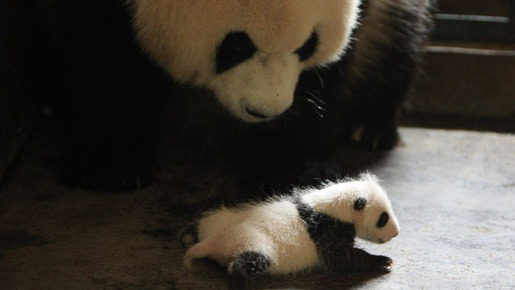 『51（ウーイー）世界で一番小さく生まれたパンダ』 -(C) 2012「51 世界で一番小さく生まれたパンダ」製作委員会