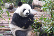 パンダの見事な食べっぷりに癒される　『パンダフルライフ』の貴重な特別映像が到着！ 画像