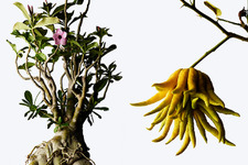 ”プラントハンター”による希少な植物園「ウルトラ植物博覧会」が銀座で開催 画像