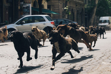 【予告編】犬版『猿の惑星』!?  少女と250匹の犬が街を駆ける『ホワイト・ゴッド』 画像
