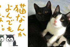 風間俊介主演『猫なんかよんでもこない。』公開に向け、”猫映画祭”プロジェクトが始動 画像