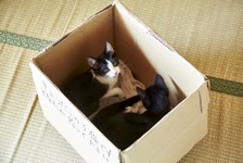 “猫×箱”は最高の相性！『猫なんかよんでもこない。』萌えオフショット到着 画像
