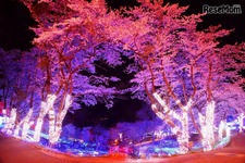 都心から1時間の荘厳“夜桜”体験！「さがみ湖夜桜イルミネーション」 画像