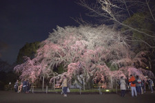 夜桜とともに感じる、春の足音。「六義園しだれ桜ライトアップ」 画像