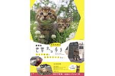 【予告編】猫ブームの原点！「岩合光昭の世界ネコ歩き」初の劇場版が今秋公開 画像