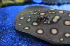 「もうどく展2」毒毒いきもの図鑑 気になるアノ子の毒レベルは？ 画像