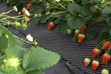 都心から2時間！ 「日光ストロベリーパーク」で旬のいちごを食べ尽くす 画像