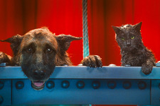 動物好き必見！キュート＆ふてぶてしい犬猫が競演『キャッツ＆ドッグス』特別映像到着 画像