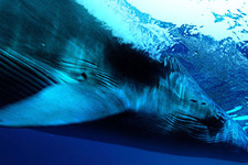 ディープ・ブルー (2003)