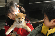 マリと子犬の物語