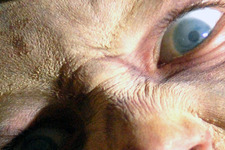 ダイアリー・オブ・ザ・デッド