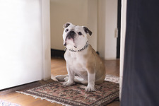 “愛すべき”俳優犬・ネリー、ブチャかわ独占写真＆映像公開！『パターソン』 画像