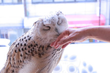 幸せの象徴でハッピーに！ ふくろうカフェで癒しのひとときを 画像