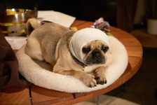 パグ犬の“ガンジー”、ホロコースト研究にひと役買う!?『ブルーム・オブ・イエスタデイ』 画像