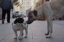 街に溶け込み、自由に駆け回る犬たち『ストレイ 犬が見た世界』本編冒頭映像 画像