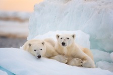 ホッキョクグマの子育てに密着『ディズニーネイチャー』予告編 画像