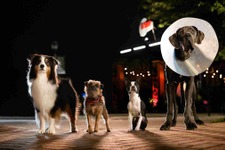 『テッド』のスタジオが贈る、捨て犬たちの復讐珍道中『スラムドッグス』公開 画像