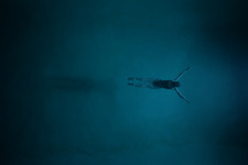 『ナイトスイム』監督が“水への恐怖”語る特別映像「恐怖と畏敬の念を抱く」 画像