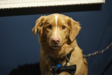 犬視点のホラー映画『GOOD BOY』の主演犬・インディがアストラ映画賞受賞 イーサン・ホーク、サリー・ホーキンスら退け「動物」として初の快挙 画像