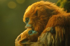 ふしぎな生き物・オチの生態に迫る、A24初の本格ファンタジー『OCHI！-オチ-』ネイチャードキュメンタリー風特別映像 画像