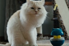 カタールの保護猫たちを大移送『猫たちと7000マイルの旅』監督インタビュー　入場者特典＆Tシャツ販売も決定 画像