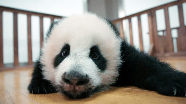 中国ドキュメンタリー『パンダのすごい世界』予告公開