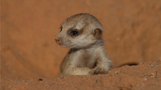 元気になれる動物映画vol 2 家族愛と勇気に涙 カラハリ砂漠の小さな勇者 3枚目の写真 画像 Cinemacafe Net