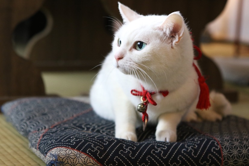 白猫 玉之丞にyモバイル 春馬 も登場 猫侍 スピンオフdvdが緊急発売 8枚目の写真 画像 Cinemacafe Net
